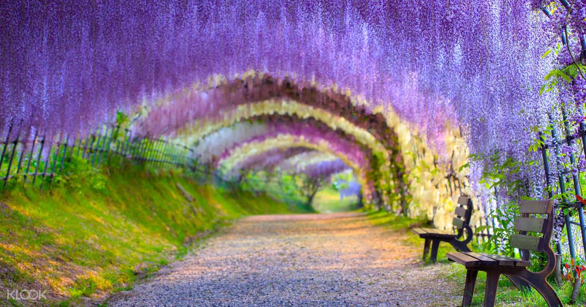 Flower Viewing Day Trip from Tokyo 2017